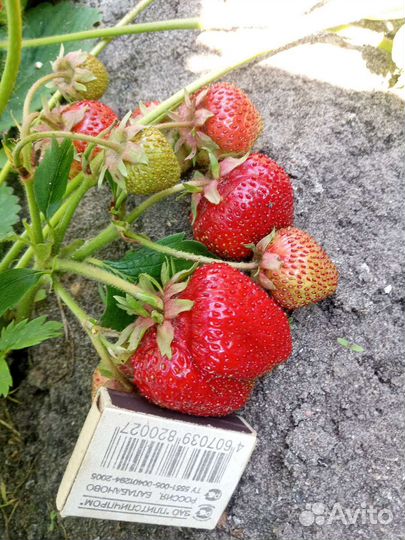 Рассада сортовой клубники