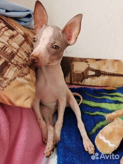 Агт-Мини Американский Голый Терьер щенки