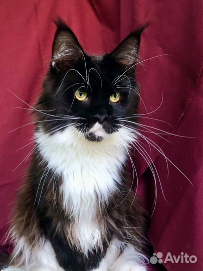 Котик мейн-кун