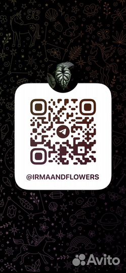 Хойя лакуноза эскимо сильвер