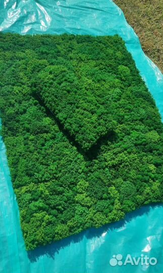 Эко панели из мха - создайте свою зеленую атмосфер