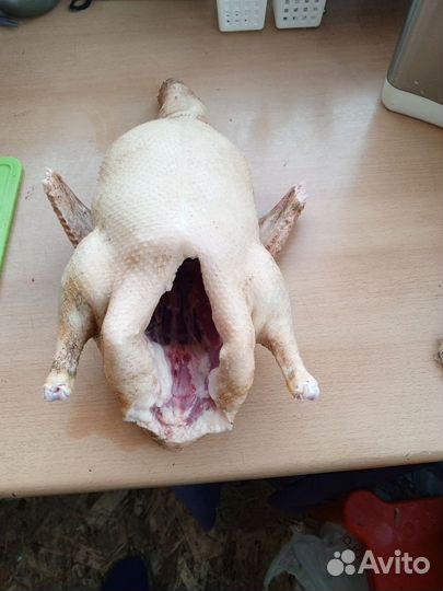 Утки муларды