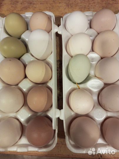 Яйцо куриное