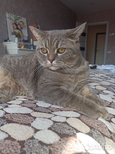 Британский кот