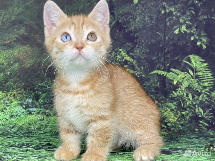 Красивый котик