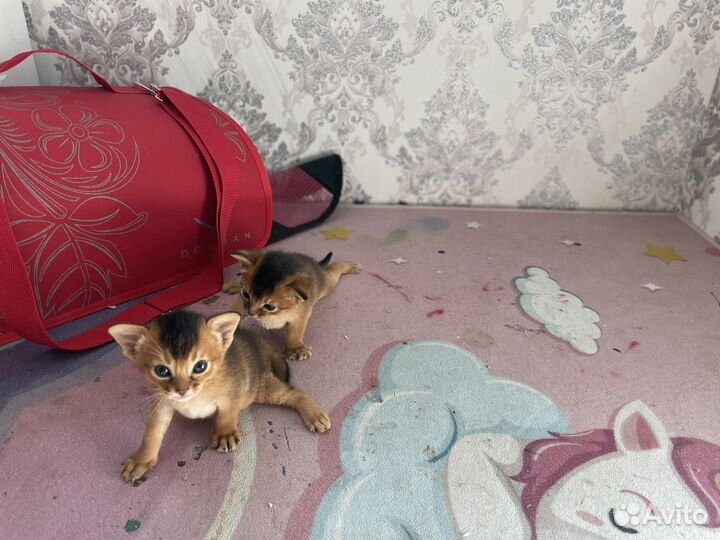 Абиссинские котята