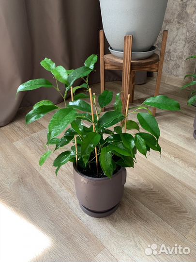 Фикус бенджамина, три ствола