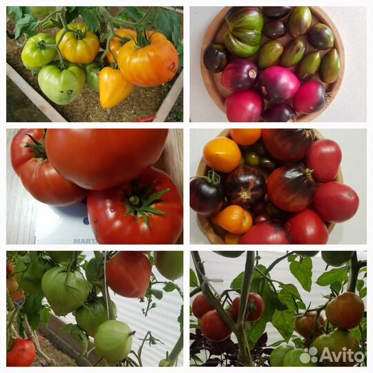 Семена сортовых томатов и перцев