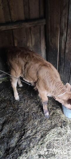 Телка 2 месеца