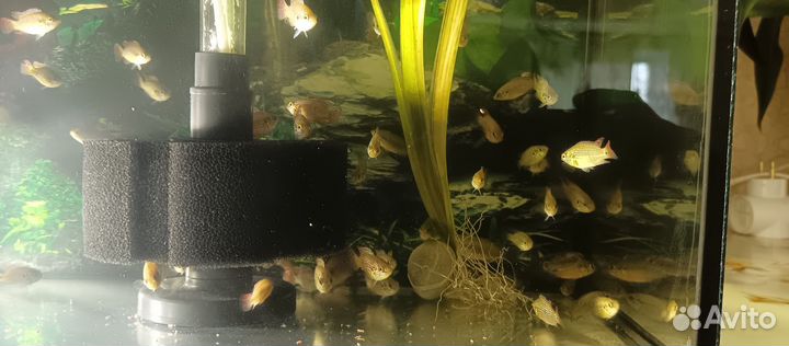 Продам Хромисов красавцев