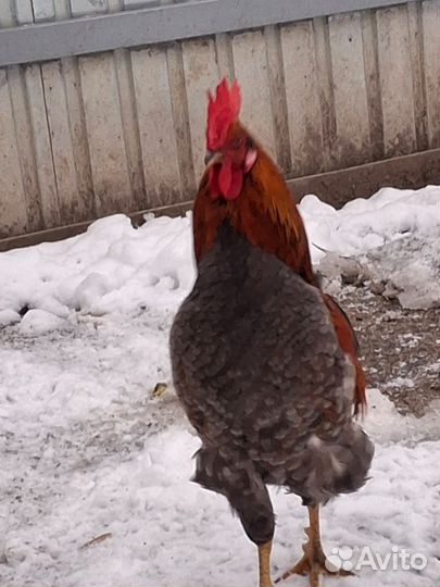 Петух 2