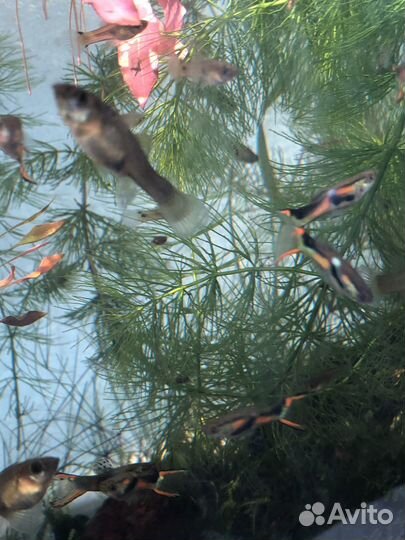 Аквариумные рыбки гуппи эндлера