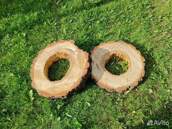 Спилы березы, слэбы