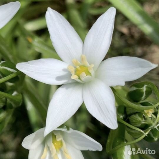 Птицемлечник