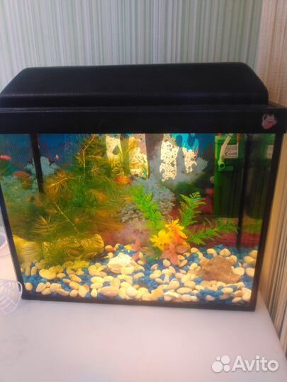 Аквариумные рыбки