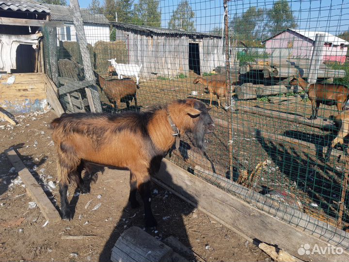 Племенной козел, покрытие