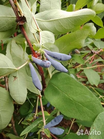 Саженцы жимолость