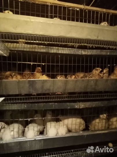 Перепела инкубационное яйцо