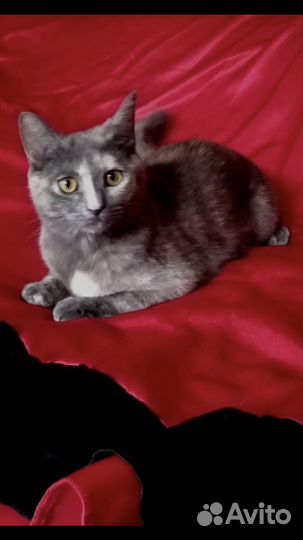 Кошечка Шанель