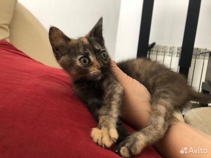 Кошка