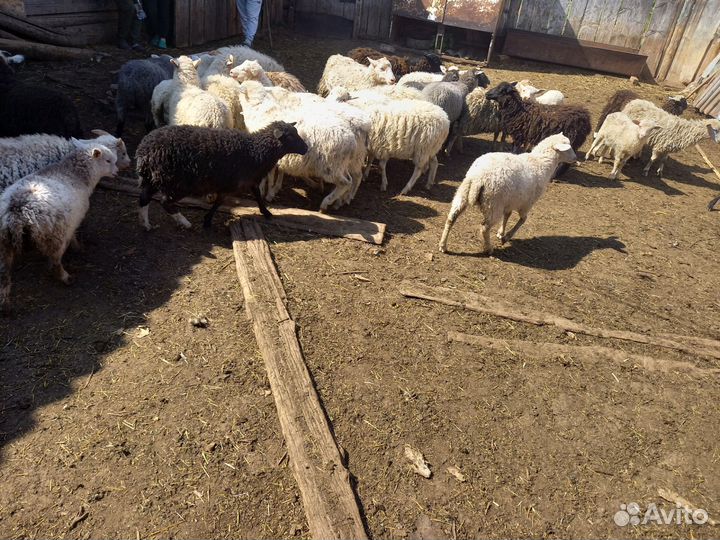 Курдючные бараны овцы