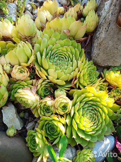 Каменная роза. Очиток. Молодило