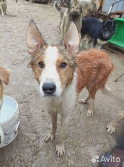 Собака ищет дом