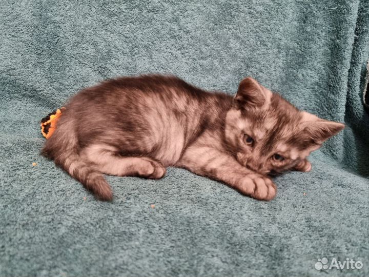 Два котёнка ищут дом