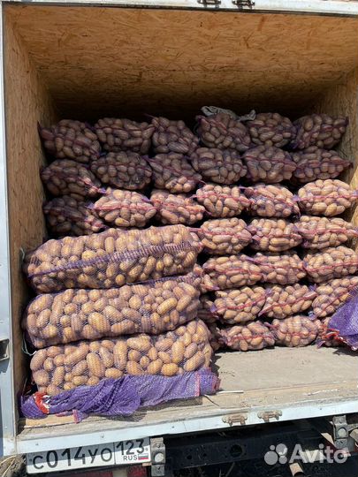 Продается картофель сорт Королева Анна