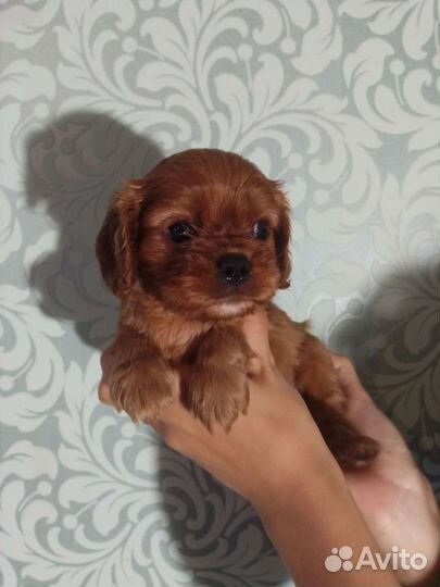 Щеночки спаниель ккчс