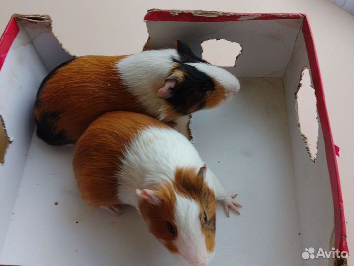 Морские свинки