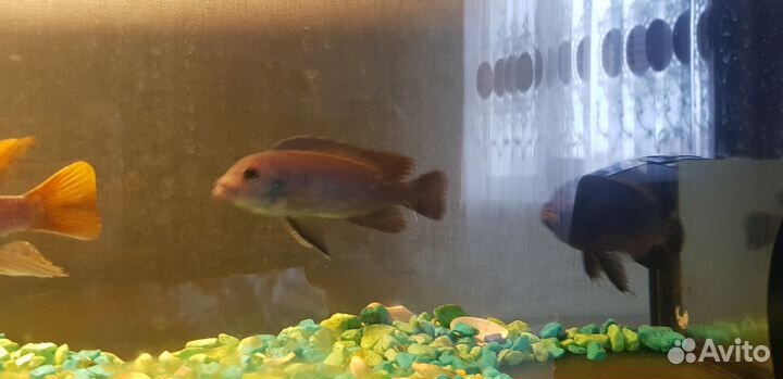 Малавийские цихлиды