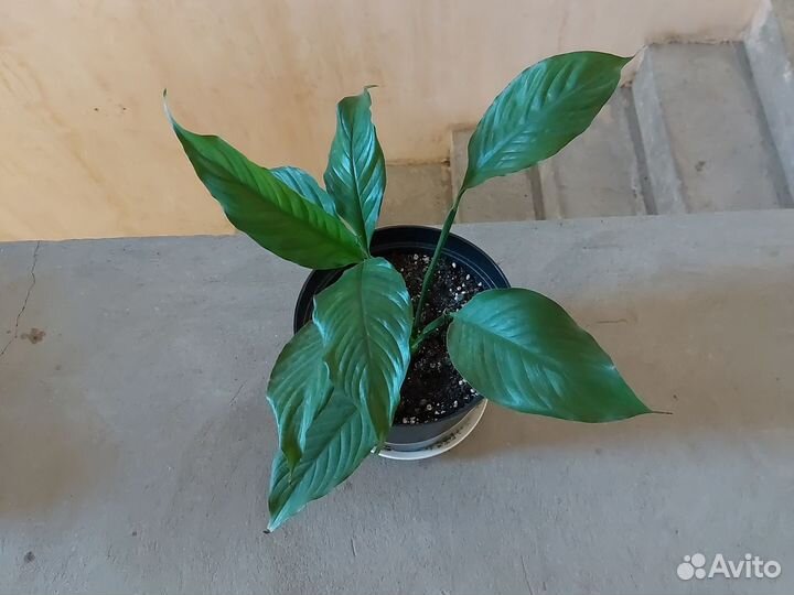 Комнатные цветы