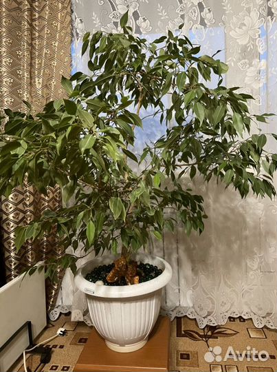 Фикус бенджамина