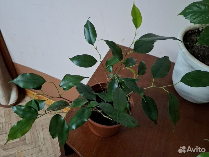 Фикус бенджамина