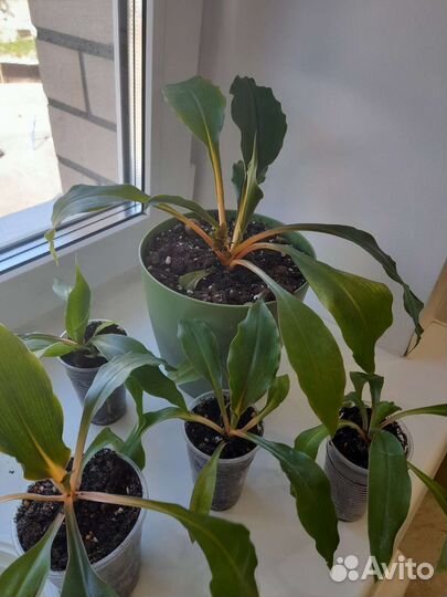 Хлорофитум грин оранж