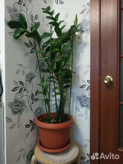 Замиокулькас