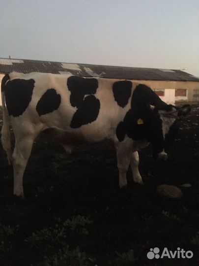 Быки на племя