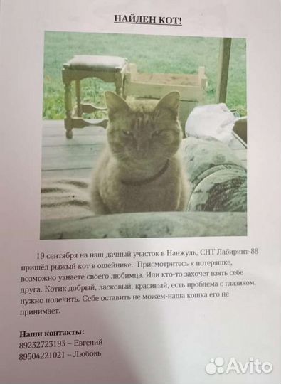 Найденные коты