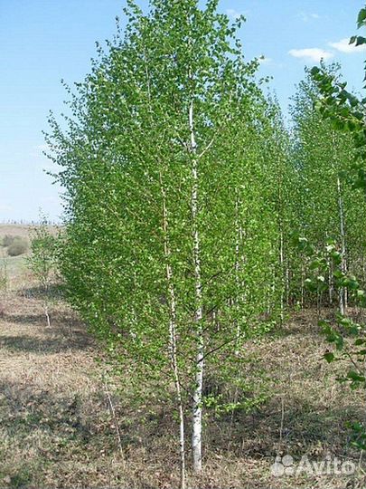 Плодовые деревья