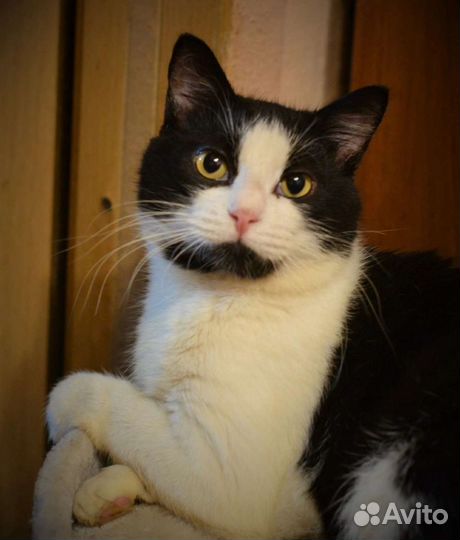 Кот в добрые руки