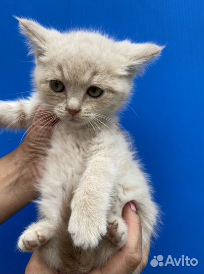 Чудо- котик