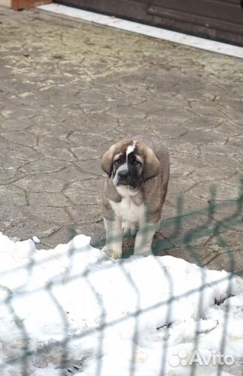 Мастиф(испанский)