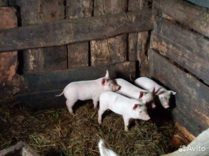 Поросята