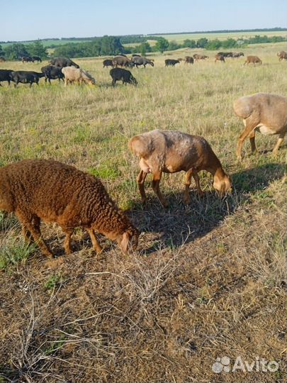 Молодые баранчики Гиссары 15000
