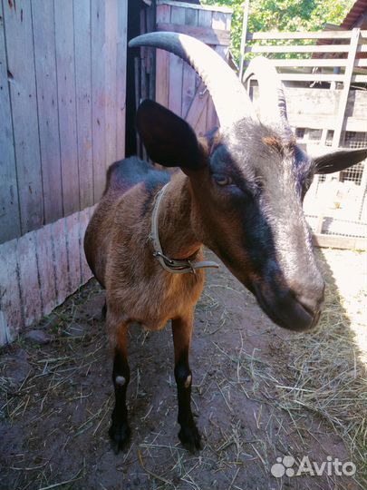 Коза с козлятами