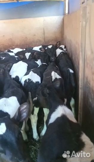 Телята бычки