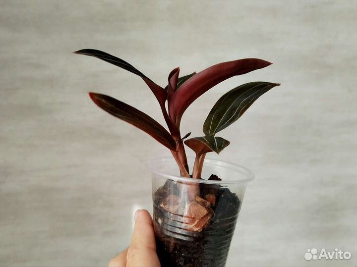 Лудизия драгоценная орхидея Ludisia Jewel orchids