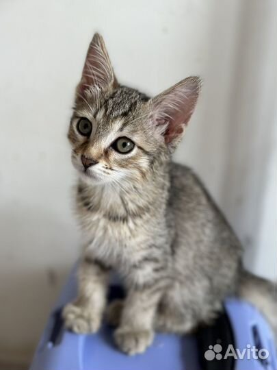 Малышка Ириска ищет дом