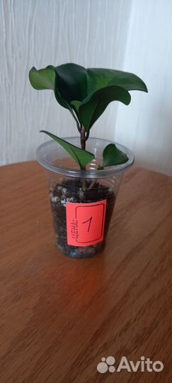 Фикус Триангулярис Грин Дрим (Кокетка)